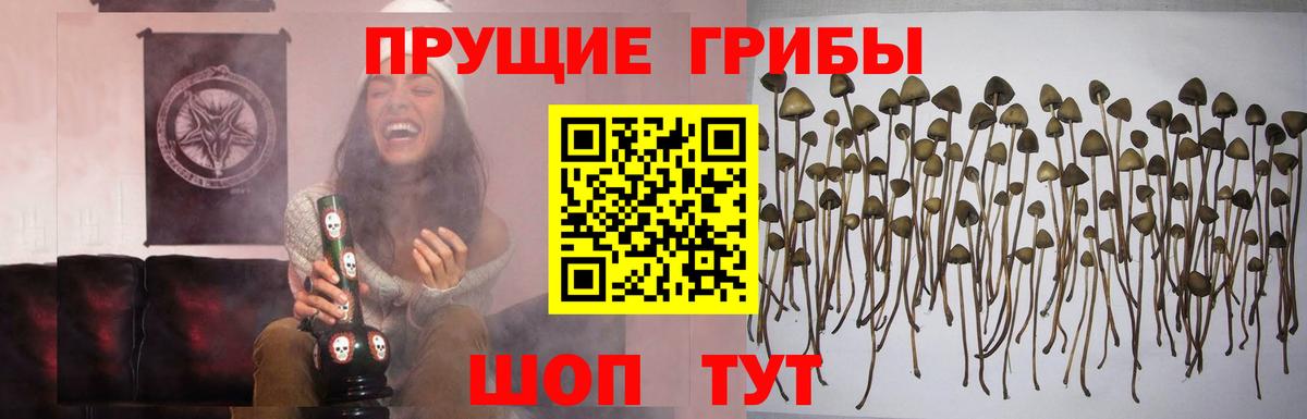 Галлюциногенные грибы GOLDEN TEACHER  Галлюциногенные грибы Magic Shrooms  Владикавказ 